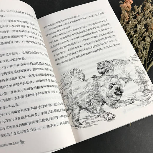 黑鹤动物文学精品系列·黑焰（插图版） 格日勒其木格·黑鹤长篇小说 儿童课外读物 商品图4