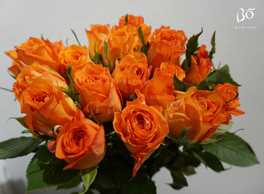 bo全球农场王炸款kingsday国王日玫瑰5支