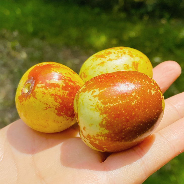 山西运城冰羊奶枣颜色金黄片片红成熟度高清脆酥甜酥度和甜度都很好