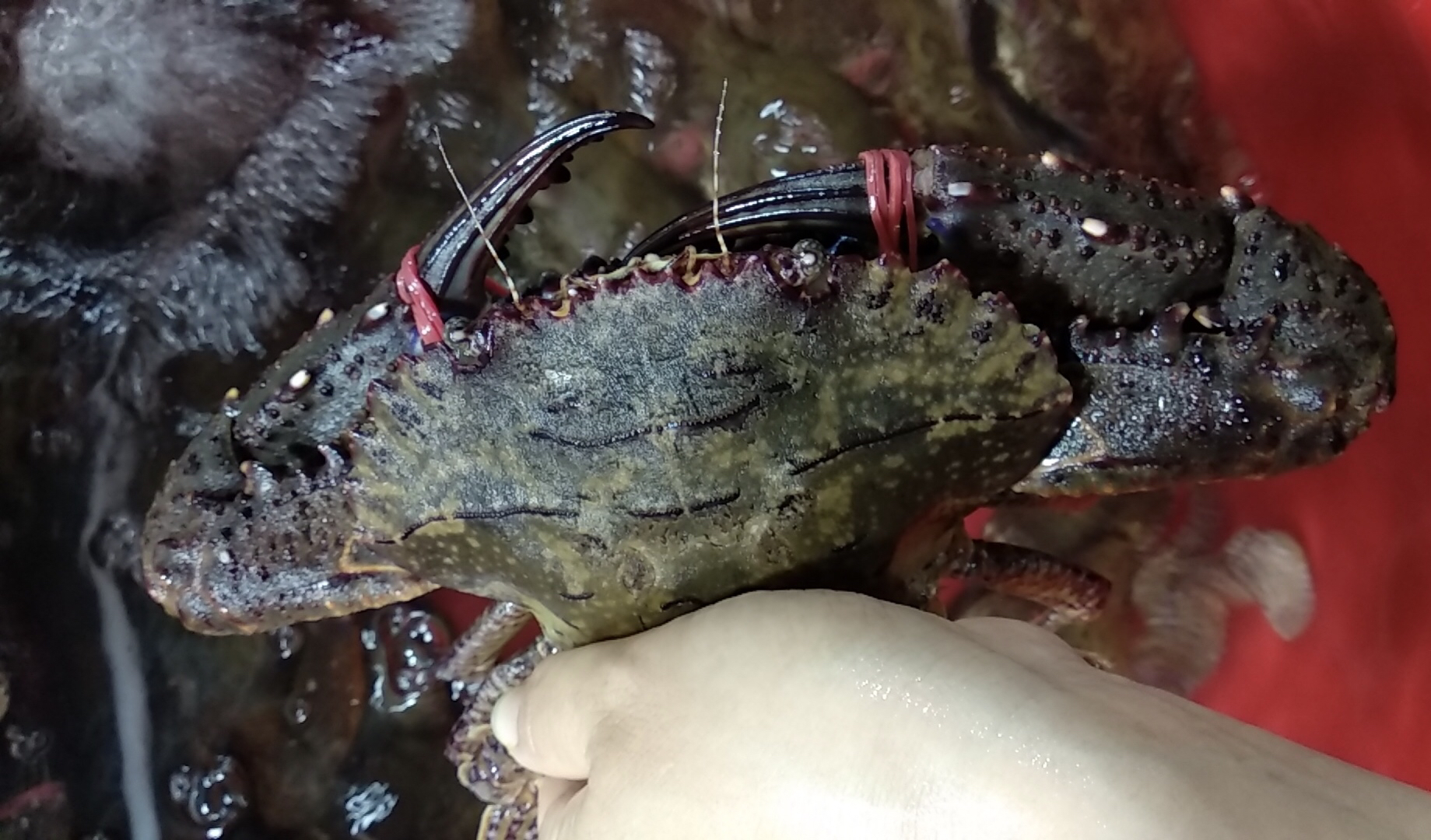 【海鲜精选】东山海鲜61活鲜黑蟹 壳硬肉满 堪称螃蟹届的肌肉男 多
