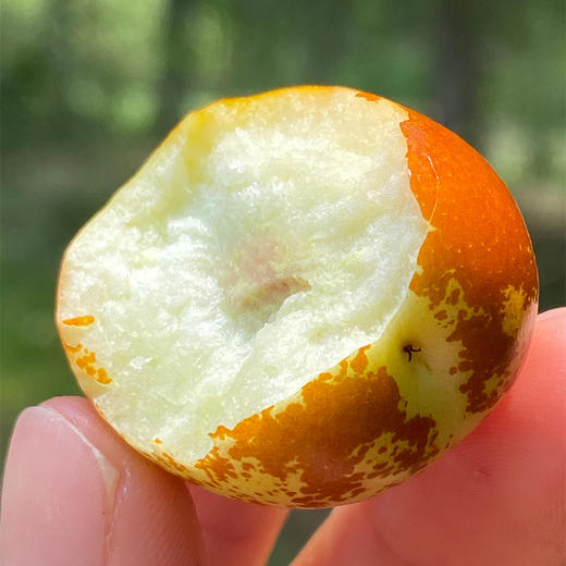 山西运城冰羊奶枣颜色金黄片片红成熟度高清脆酥甜酥度和甜度都很好