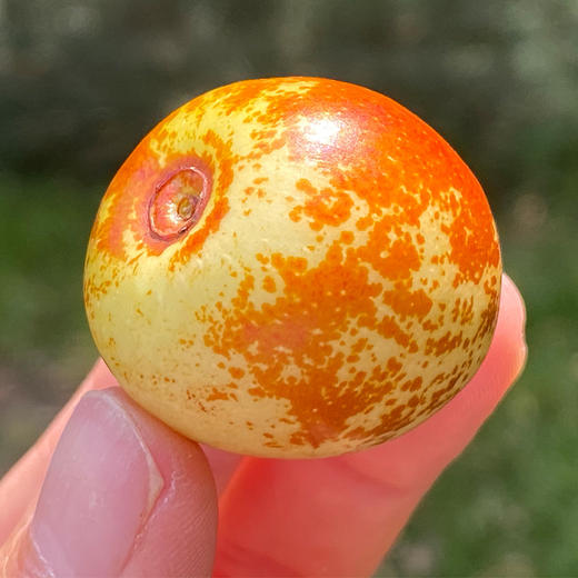 山西运城冰羊奶枣颜色金黄片片红成熟度高清脆酥甜酥度和甜度都很好