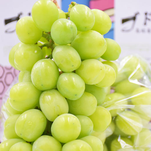 日本引种静冈阳光晴王葡萄