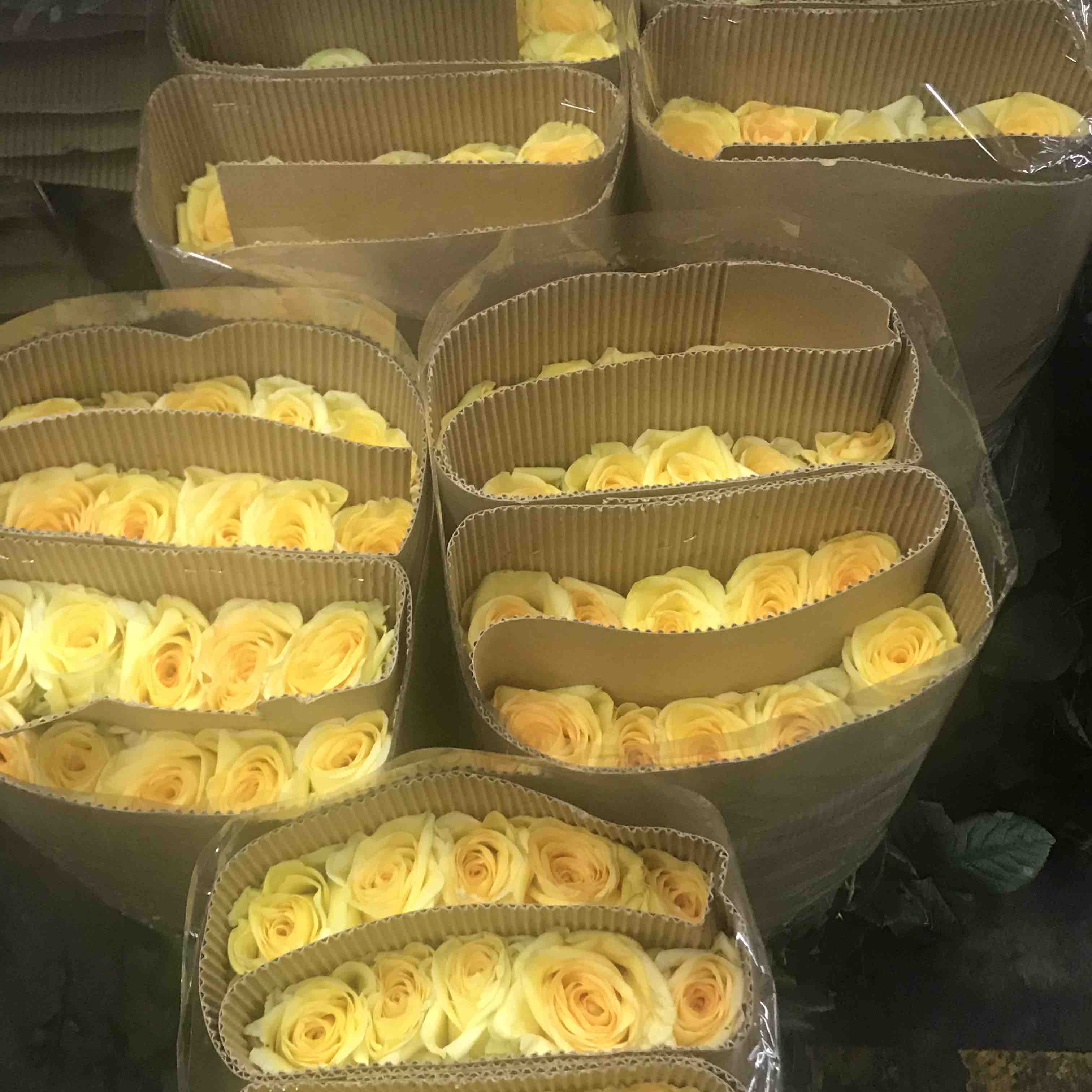 玫瑰 月光漫步 65公分