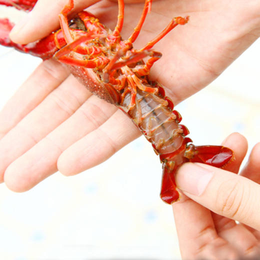 【2斤|预售|鲜活】鲜活清水野生小龙虾2斤(精选) 雄安新区白洋淀产 【6月7日当天提货】 商品图5