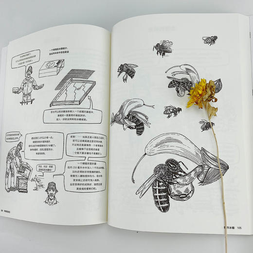 养蜂的秘密（养蜂20年漫画家的原创图解养蜂手册） 商品图4
