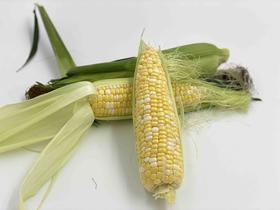 有机水果玉米12枚