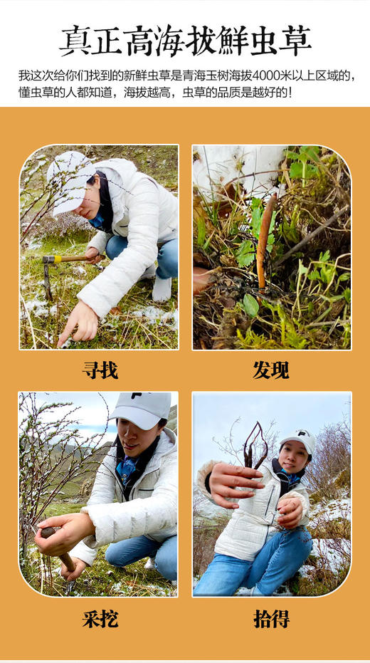 【预售】2025新鲜冬虫夏草头期高海拔青海玉树野生虫草【0.6克/根、0.8克/根、1克/根】不参与618活动和店铺活动 商品图2