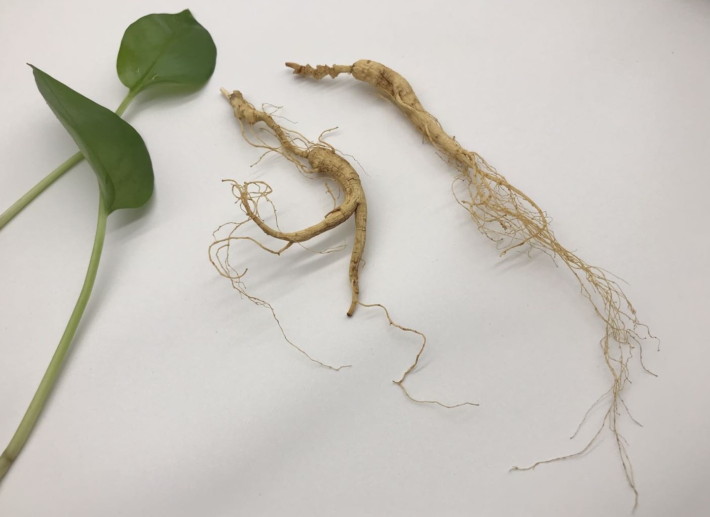 林下参 林下籽 参龄14年以上林下参  红参 干品