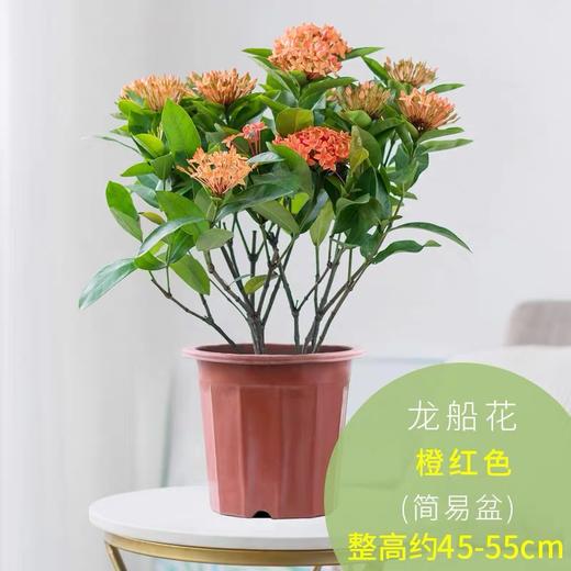 【龍船花盆栽】帶花老樁花卉盆栽植物室內好養