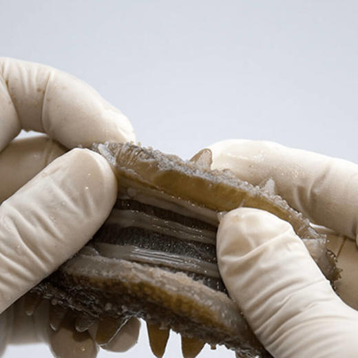 【多年爆款，10头推荐款，多年畅销，限时赠送虾皮、海米、鲍汁】泽集深海底播即食海参，5~7年参龄，10头/斤，3斤装，鲜活冷蒸，金石滩5A景区海域出产，东北三省包邮 商品图3