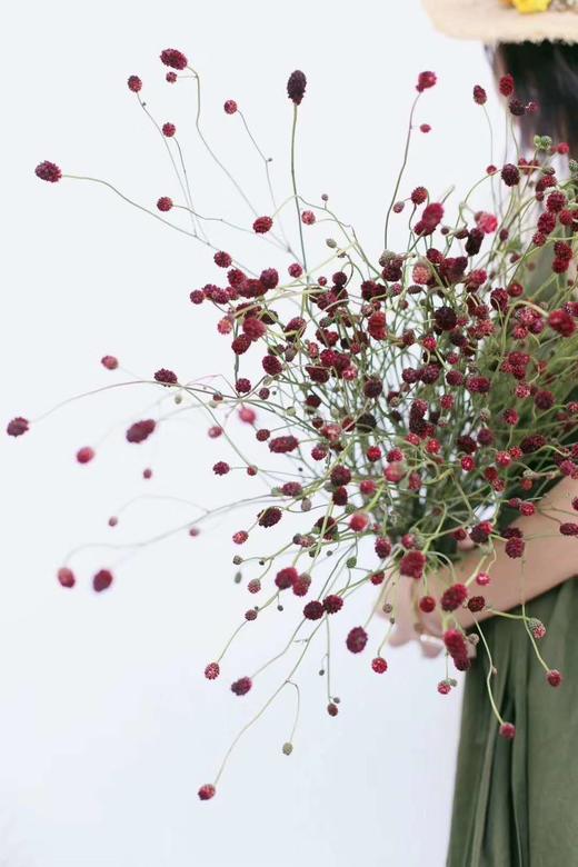 【爱慕】地榆（红公主）5枝/扎（进口） 商品图4