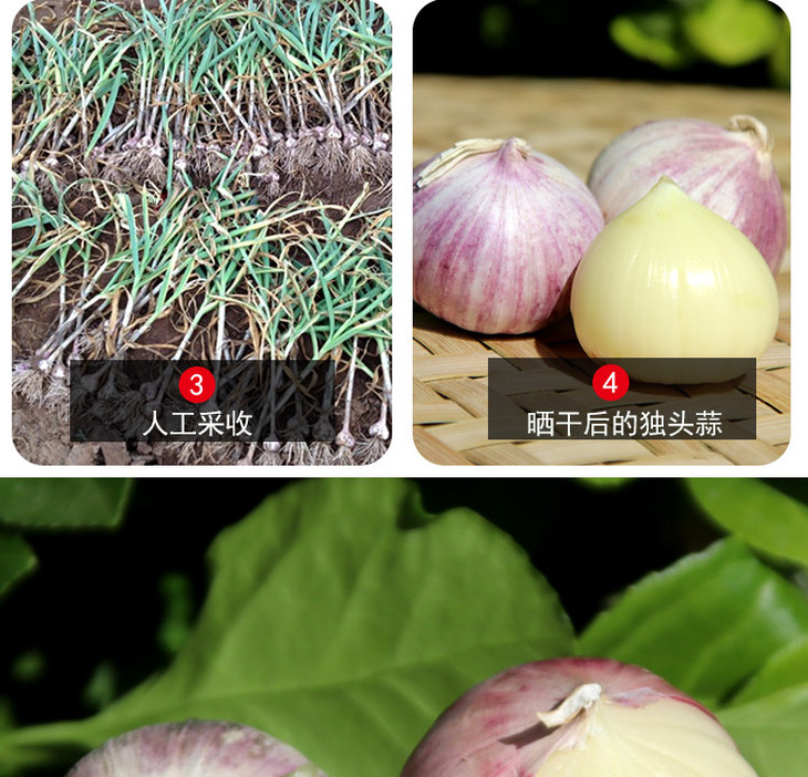 密农人家农户自种紫皮独头蒜比普通蒜更辛辣250g