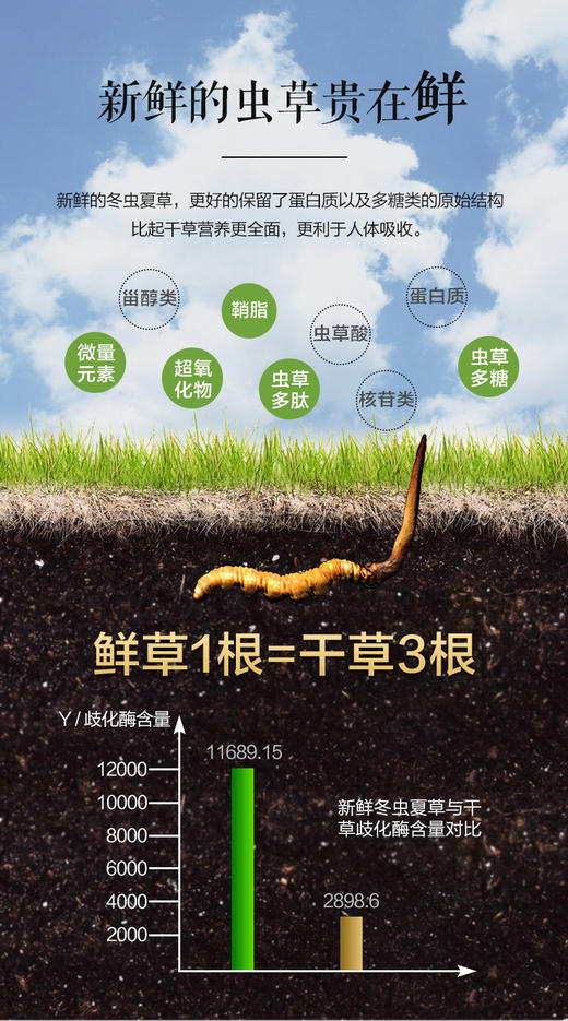 【预售】2025新鲜冬虫夏草头期高海拔青海玉树野生虫草【0.6克/根、0.8克/根、1克/根】不参与618活动和店铺活动 商品图1