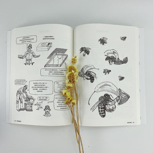 【疯爸推荐】养蜂的秘密（养蜂20年漫画家的原创图解养蜂手册） 商品图3