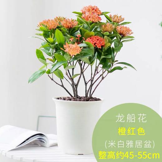 【龍船花盆栽】帶花老樁花卉盆栽植物室內好養