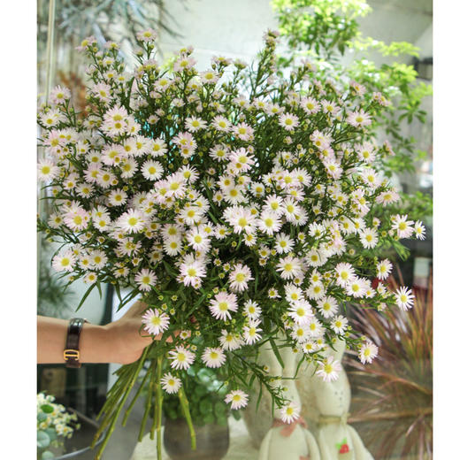 【周四秒杀】孔雀紫菀花一把39.8元 商品图0