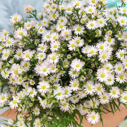 【周四秒杀】孔雀紫菀花一把39.8元 商品图1