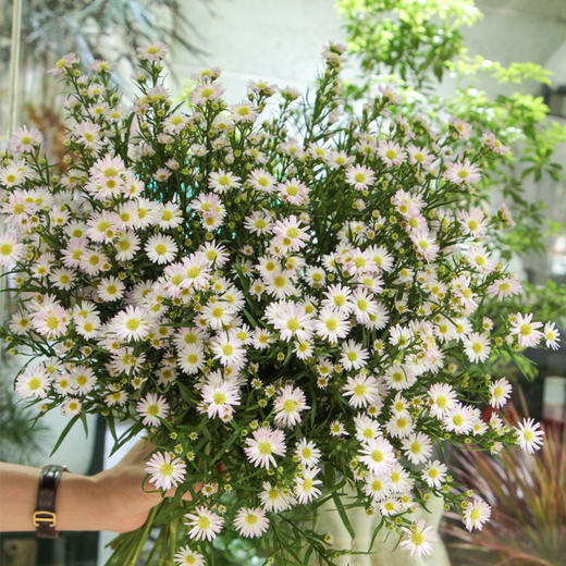 【周四秒杀】孔雀紫菀花一把39.8元 商品图2