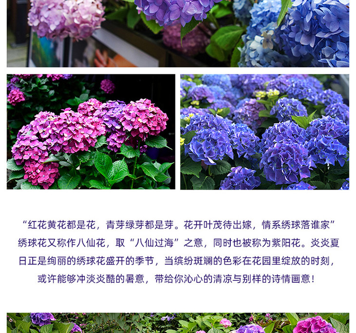 唯众良品花卉 绣球花四季开花日本短枝绣球花新老枝开花盆栽四季开花阳台庭院花卉