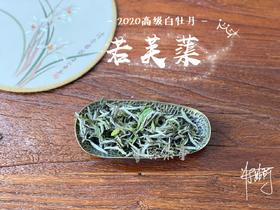 2020高级白牡丹《若芙蕖》，李渔笔下娇俏欲滴的袅娜之姿