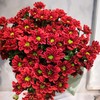 菊花-多头小菊-铁锈红-10枝/扎 商品缩略图1