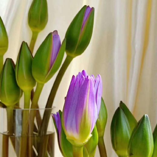 紫色睡莲10枝一扎 商品图2