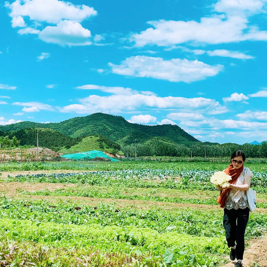 【0农药0化肥】夏日轻体蔬菜组合 顺丰包邮 商品图4
