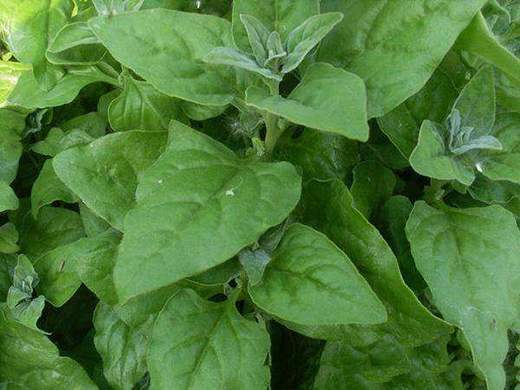 99元新鲜米蔬包邮到家 商品图3