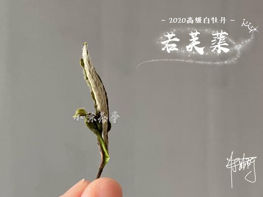 2020高级白牡丹《若芙蕖》，李渔笔下娇俏欲滴的袅娜之姿 商品图7