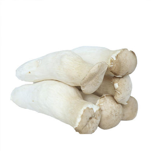 中号杏鲍菇 商品图1