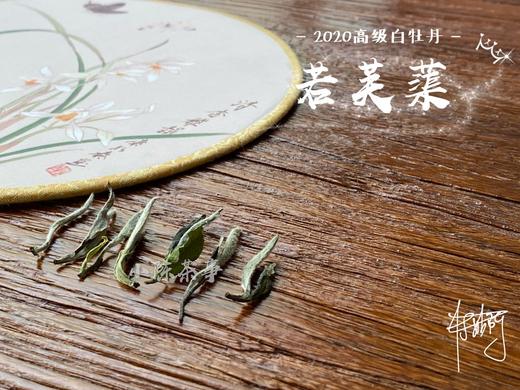 2020高级白牡丹《若芙蕖》，李渔笔下娇俏欲滴的袅娜之姿 商品图4