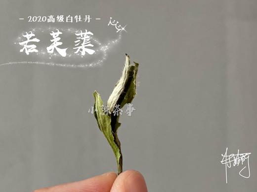 2020高级白牡丹《若芙蕖》，李渔笔下娇俏欲滴的袅娜之姿 商品图5