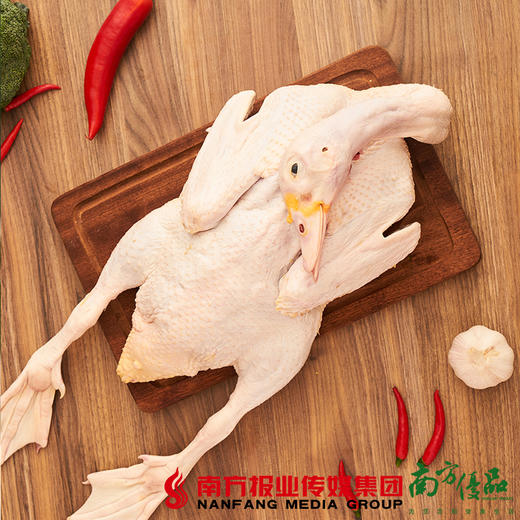【珠三角包邮】台山豆香鸭 3-4斤/ 只（9月19日到货） 商品图2