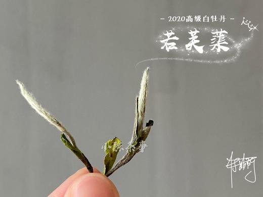 2020高级白牡丹《若芙蕖》，李渔笔下娇俏欲滴的袅娜之姿 商品图8