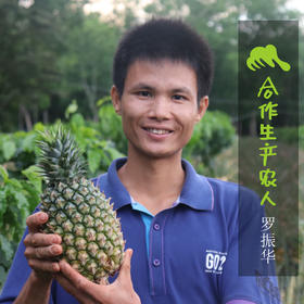 生态甜蜜蜜凤梨 | 合作生产*Eco-sweet pineapple | Coproduction