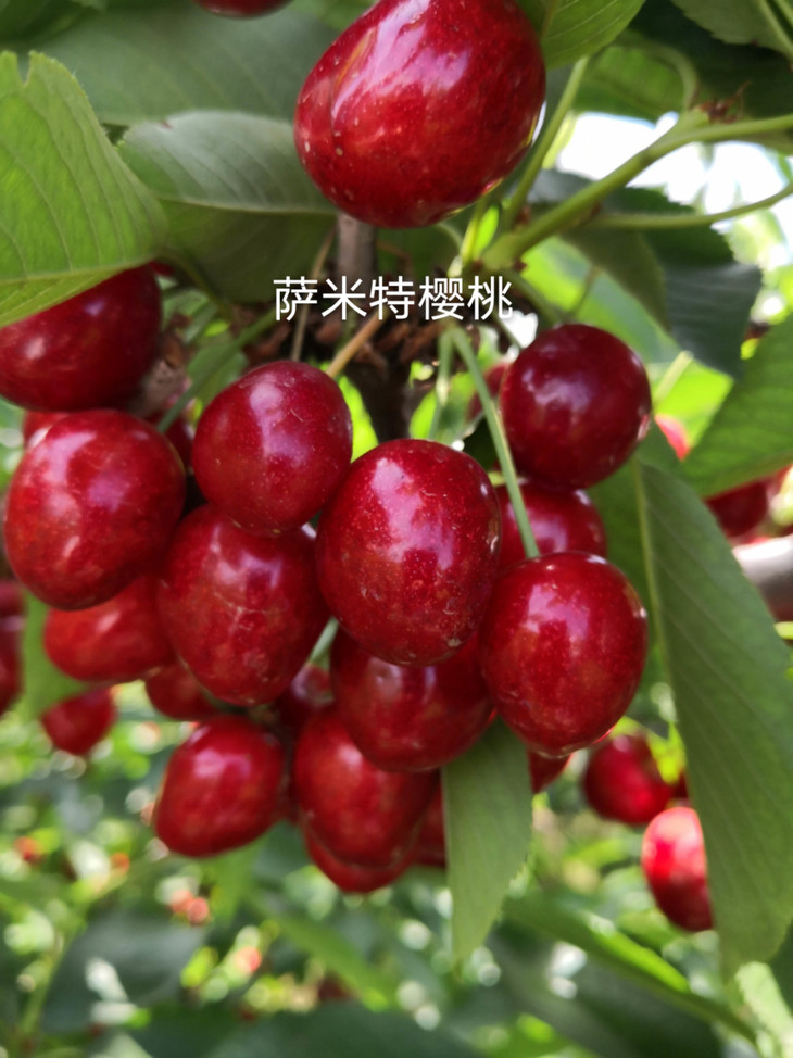 【珠三角包邮】萨米特樱桃中大果 3斤±3两/ 箱(6月5日到货)