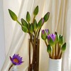 紫色睡莲10枝一扎 商品缩略图1
