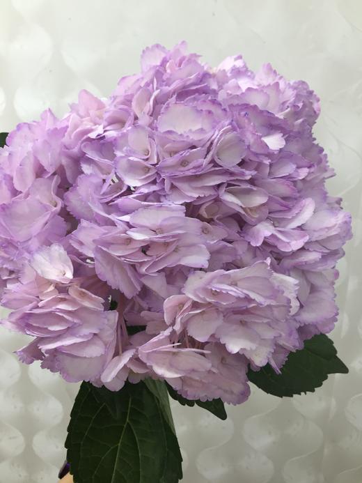 【哥伦比亚】绣球  单枝  多色可选 商品图3