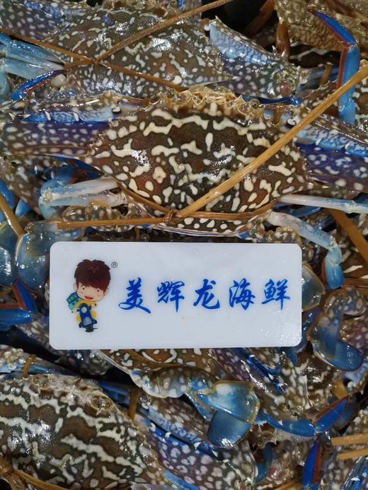 特大兰花蟹，1斤2一3个 商品图0
