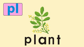 plant