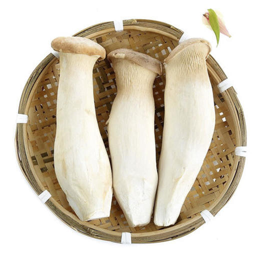 中号杏鲍菇 商品图0