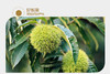 洽洽品牌板栗仁100g 商品缩略图2