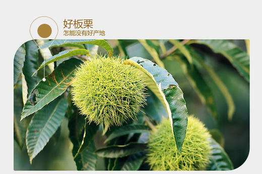 洽洽品牌板栗仁100g 商品图2