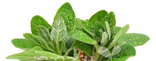 99元新鲜米蔬包邮到家 商品图2