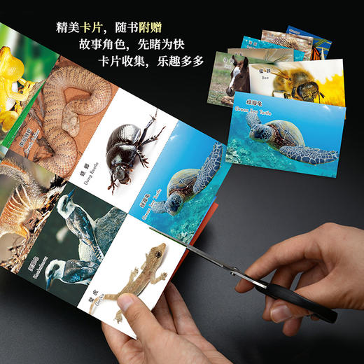 《动物成长故事第九辑》（外研社双语故事屋） 商品图7