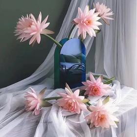 香槟色睡莲10枝一扎