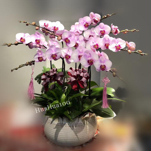 多株蝴蝶兰盆景