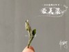 2020高级白牡丹《若芙蕖》，李渔笔下娇俏欲滴的袅娜之姿 商品缩略图6