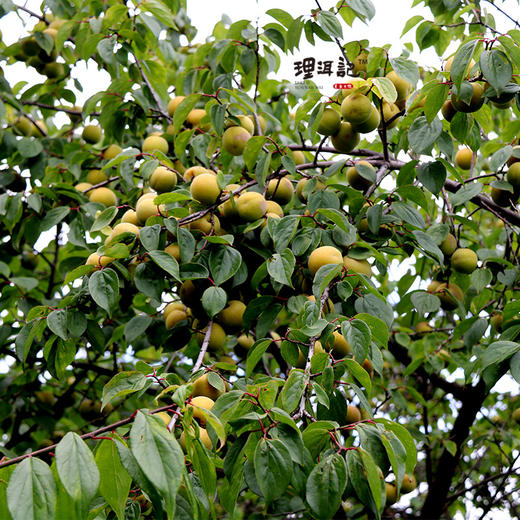 【顺丰京东随机发货】福建高山老树青梅 3/5斤装  （做梅子酒的不是直接吃的） 商品图3